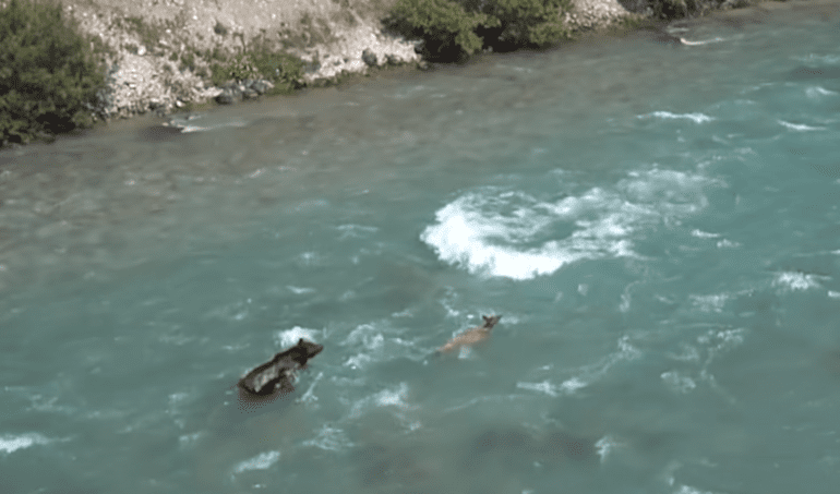 A group of animals swimming in a body of water