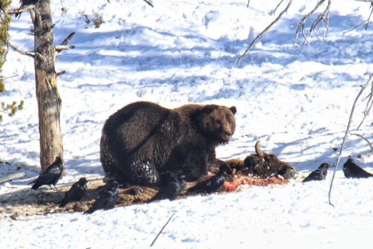 Yellowstone grizzly bear