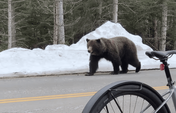 A bear walking on a road