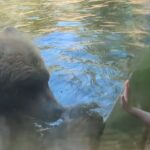 Grizzly bear Seattle zoo