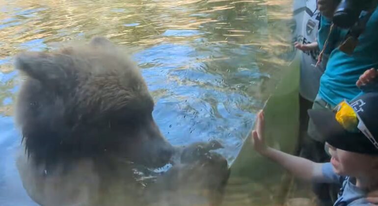 Grizzly bear Seattle zoo