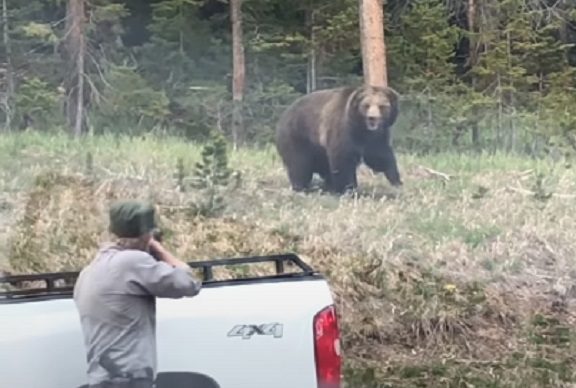 A person taking a picture of a bear in a car