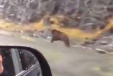 Bear running