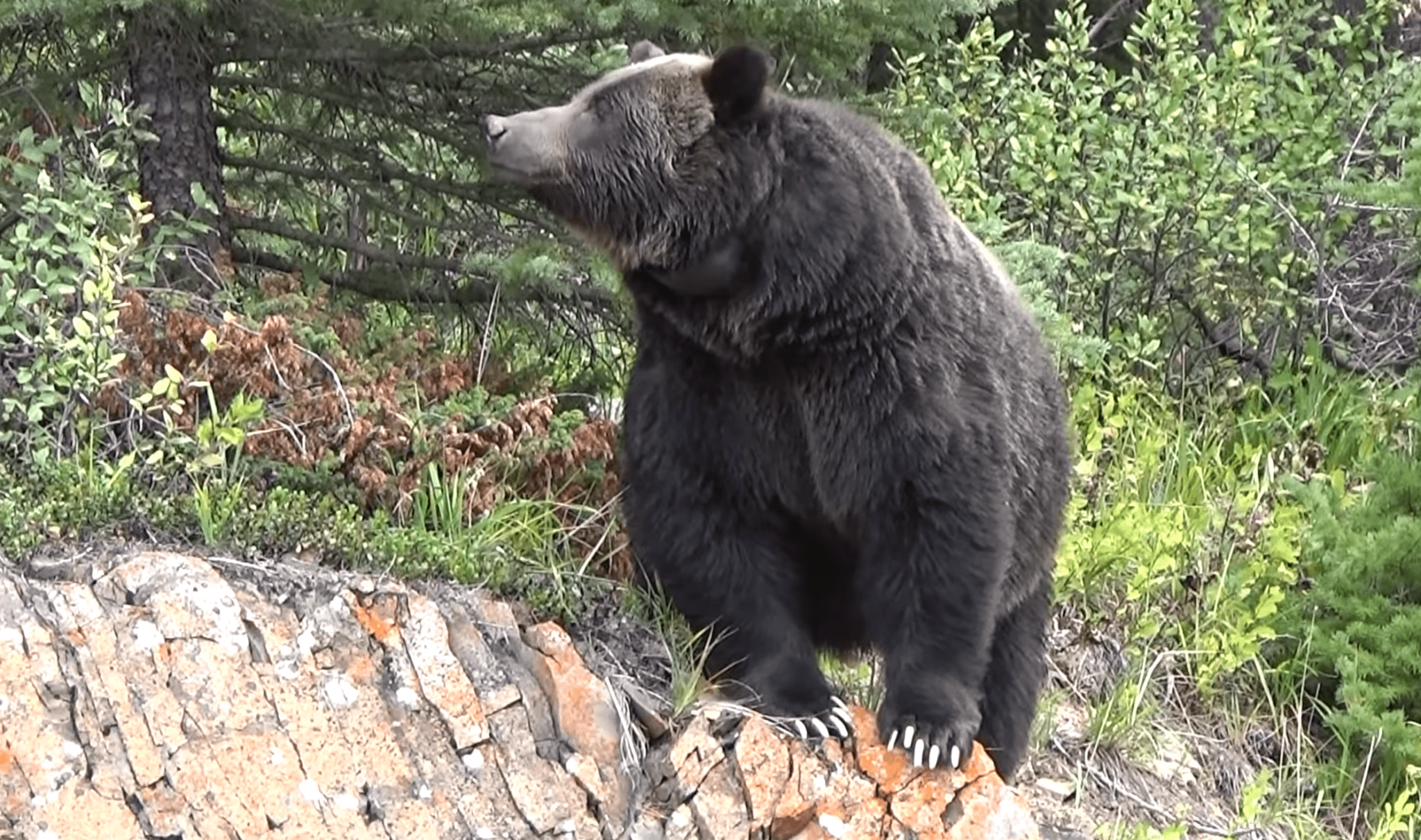 Two U.S. Army Soldiers Mauled By a Bear While Training in Alaska Are Expected to Survive