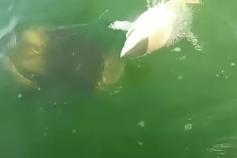 Grouper swallows up shark