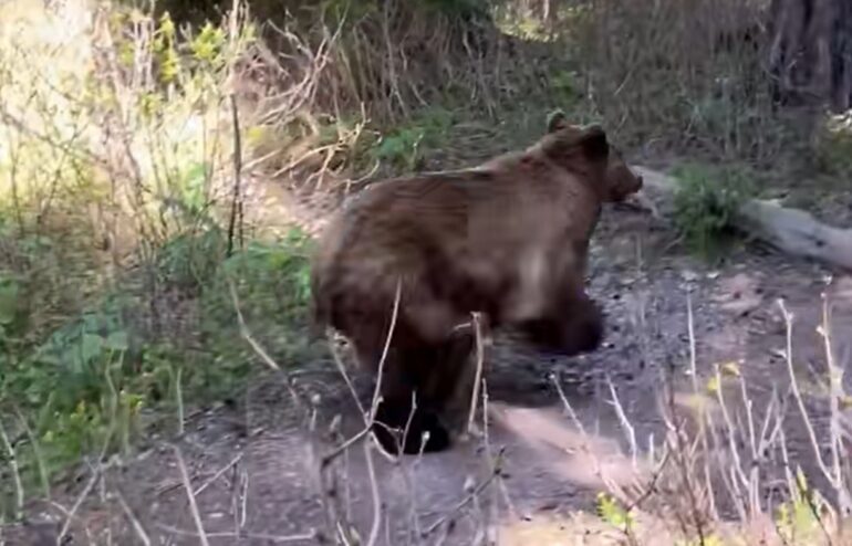 Bears motnana