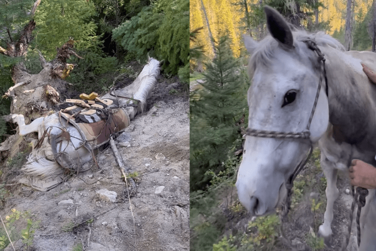 Wild Horses