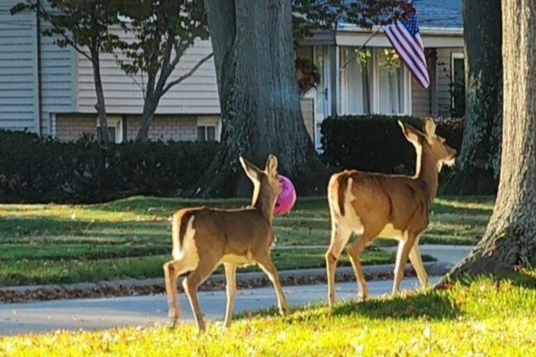 Deer stuck