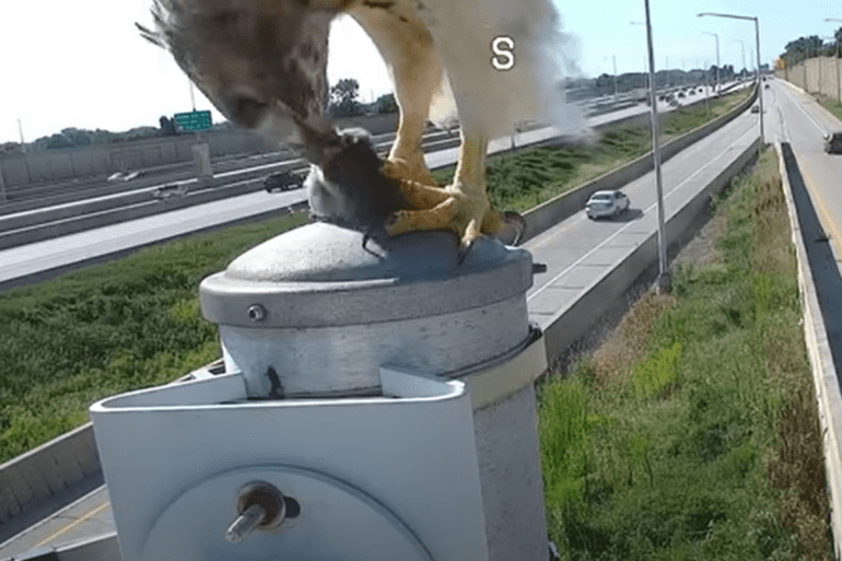 Hawk eats mouse