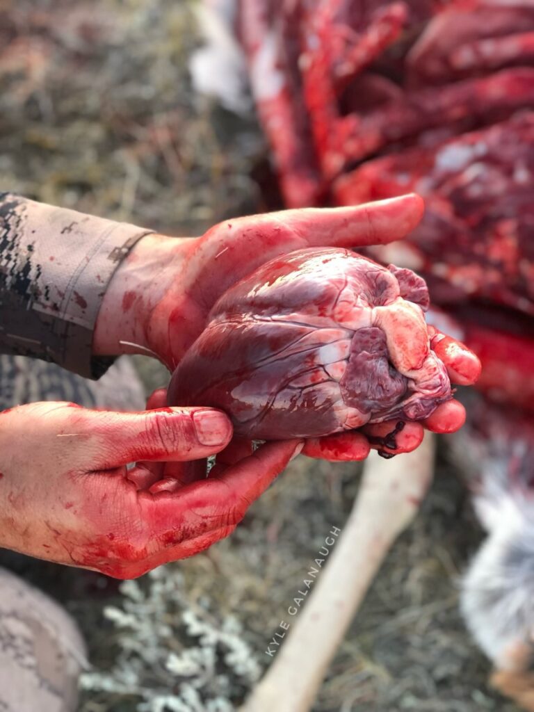 heart muscle