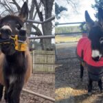 HeeHaw donkey