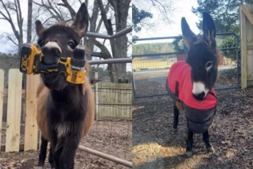 HeeHaw donkey
