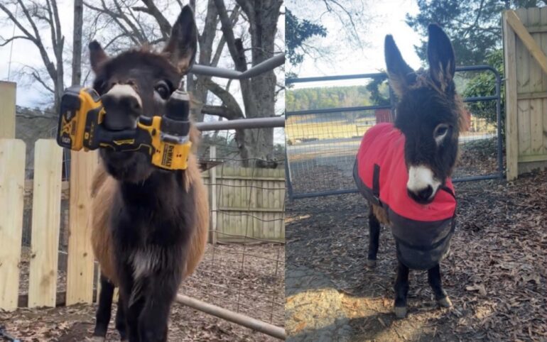 HeeHaw donkey