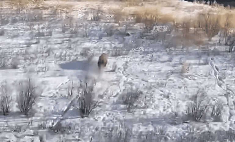 Grizzly running
