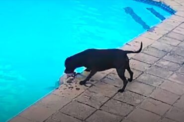 A dog eating a plastic bag in a pool