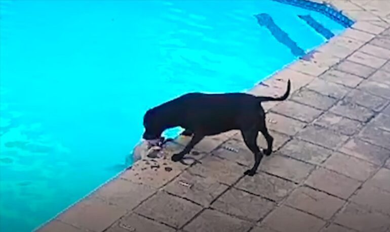 A dog eating a plastic bag in a pool