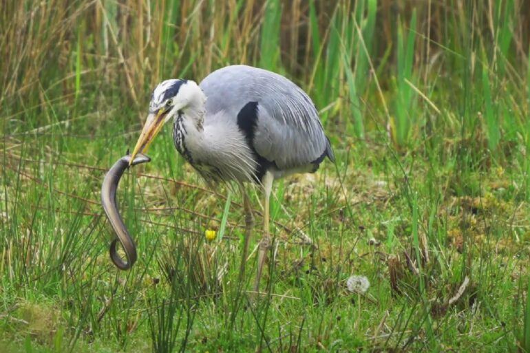 Heron eel