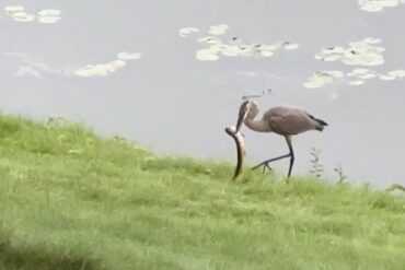 Heron pike