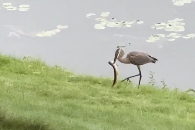 Heron pike