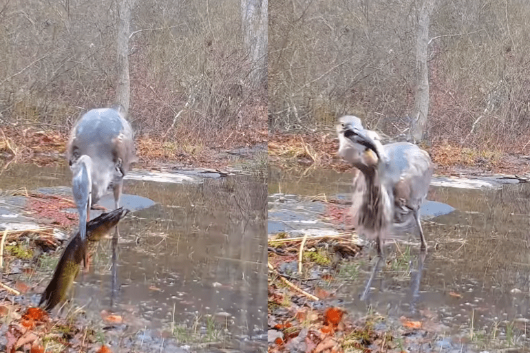 Heron scarfs fish
