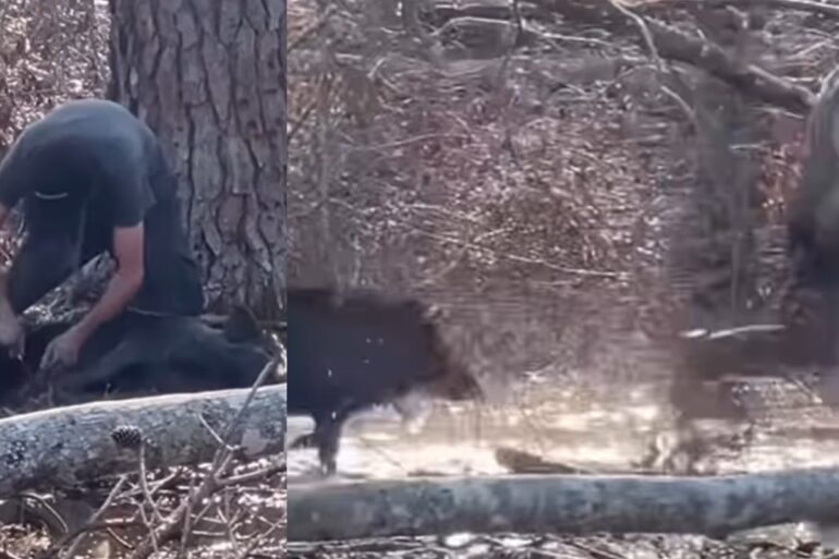 Wild boar charges
