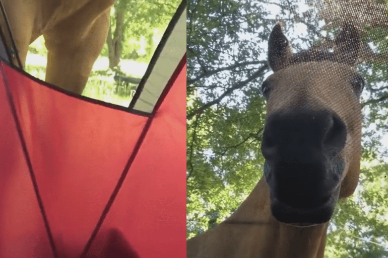 Camper horse