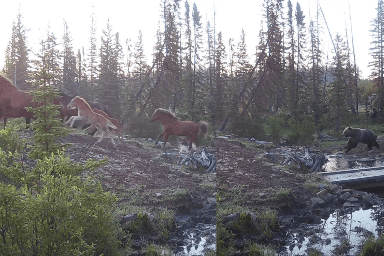 Bear horses canadea