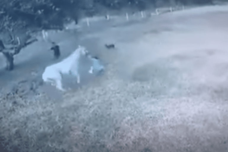 Horse attack