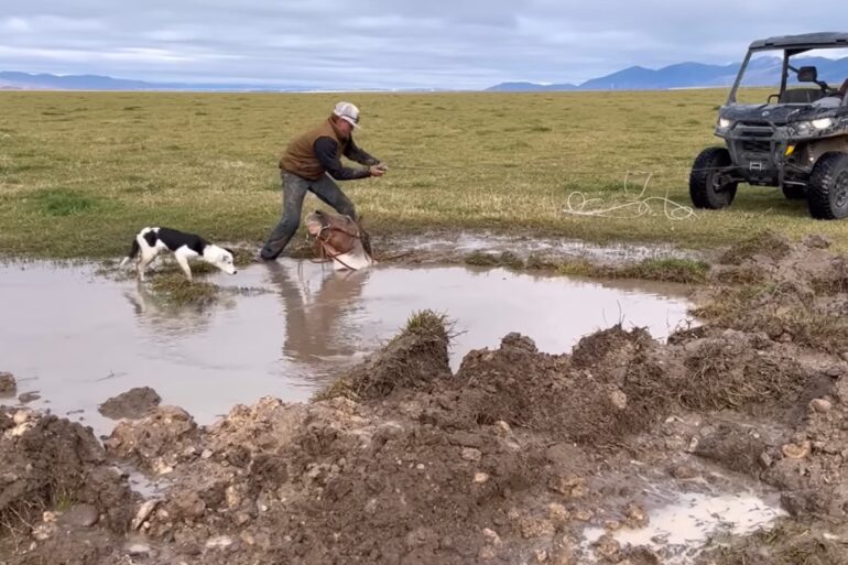 Horse rescue