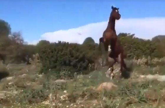 A horse running through a field