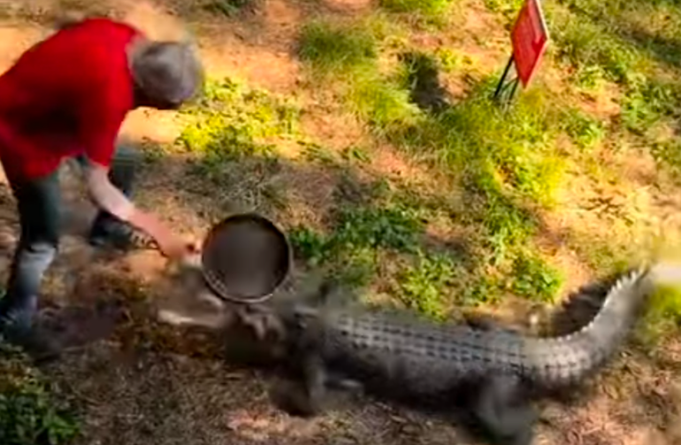 Alligator pan