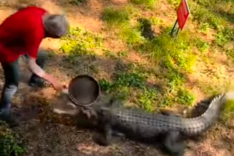 Alligator pan