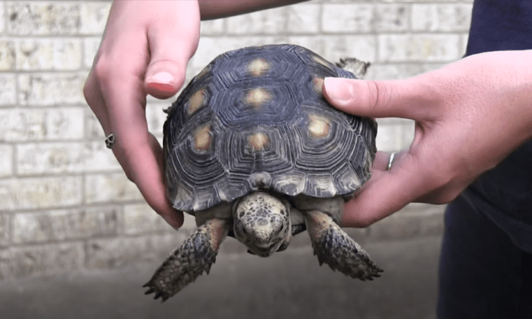 A person holding a turtle