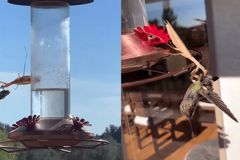 hummingbird snagged by praying manits
