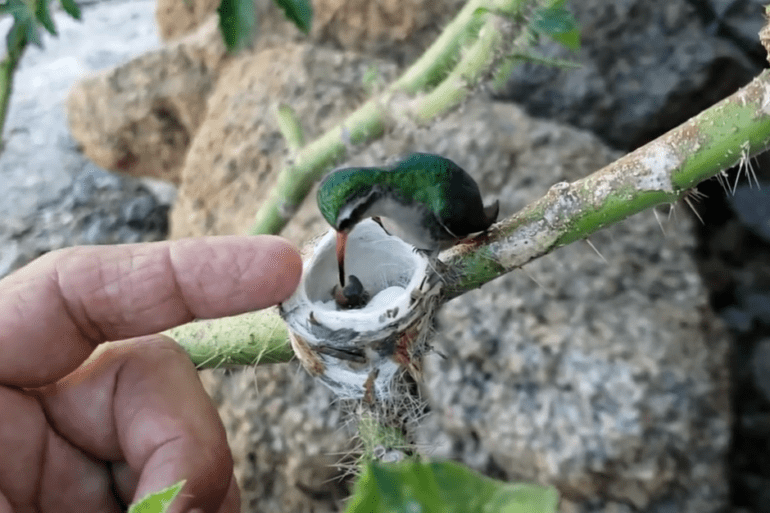 Hummingbird