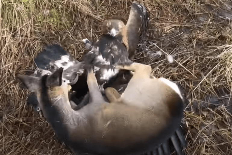Golden eagle hunts deer