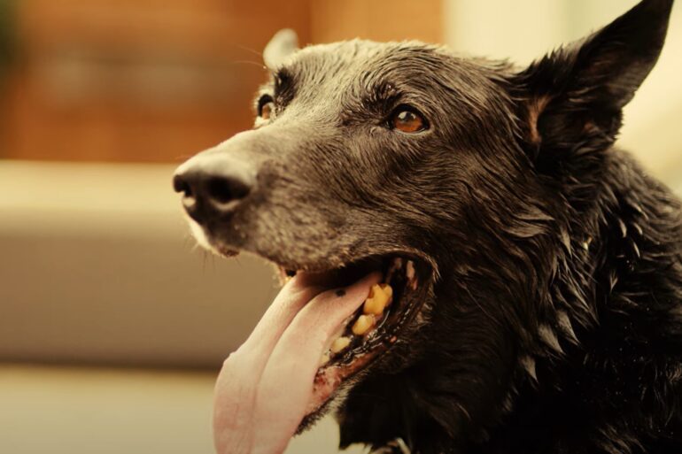 Hurricane the dog