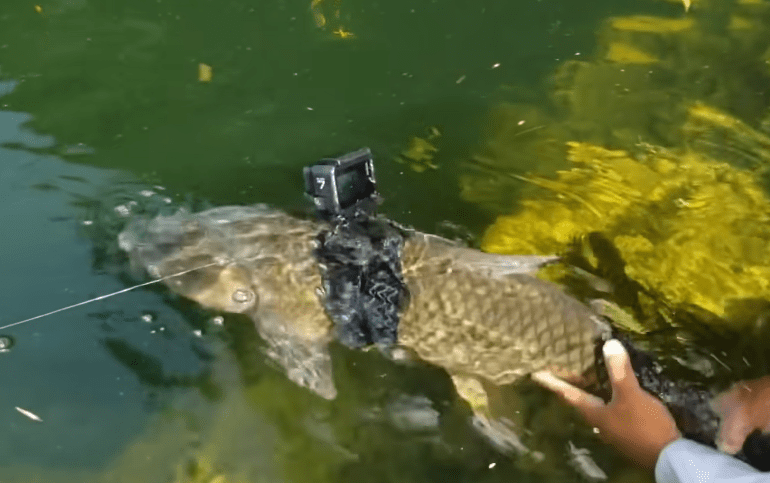 GoPro fish