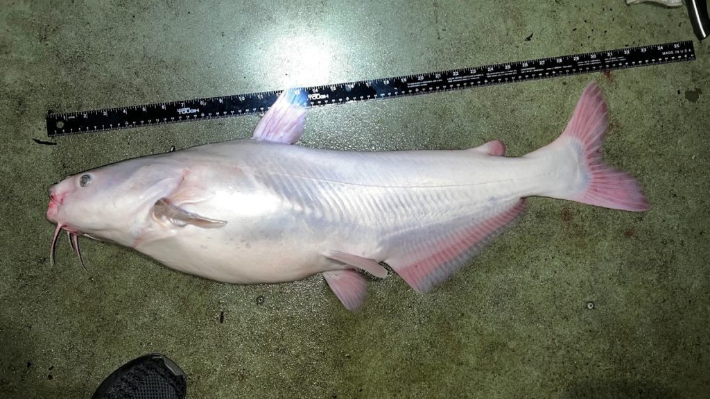 A white and pink fish