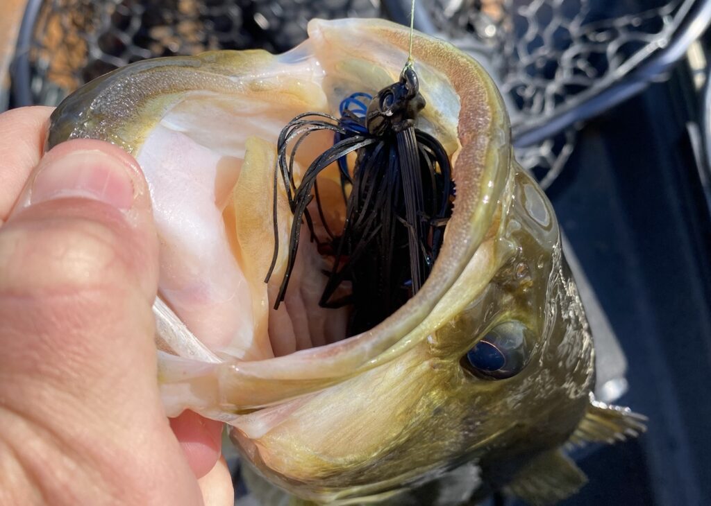 Toad Thumper swim jig