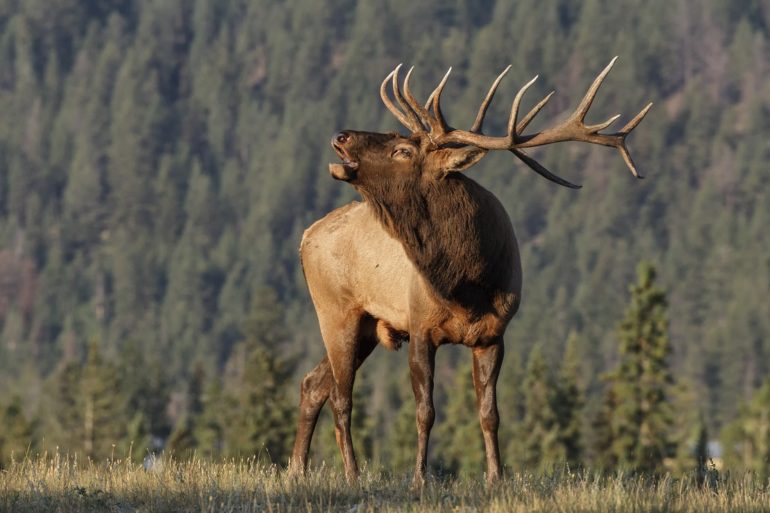 A large elk with antlers in a field with trees in the background