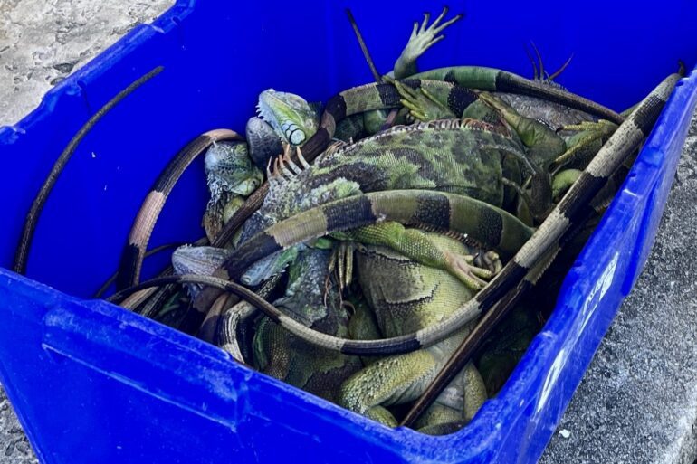 Florida Iguanas