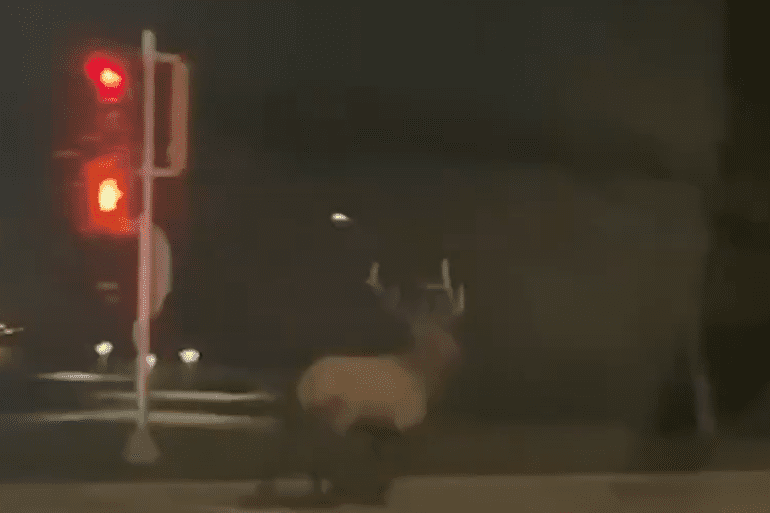 Bull elk Illinois