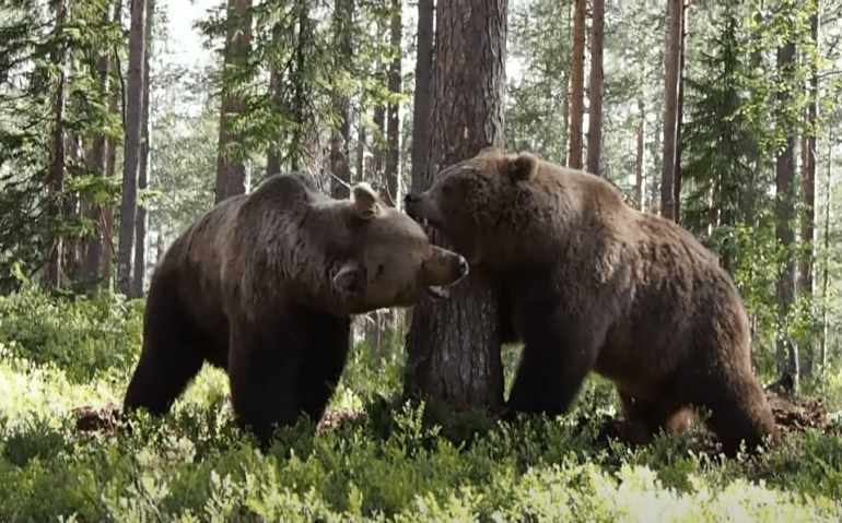 Two bears in the woods