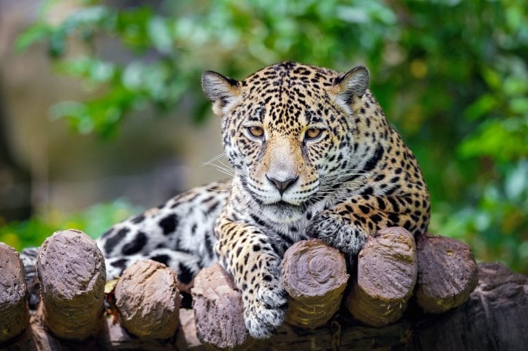 A leopard lying on a rock