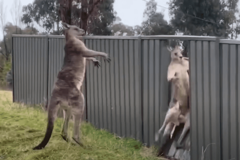 Kangaroo fight