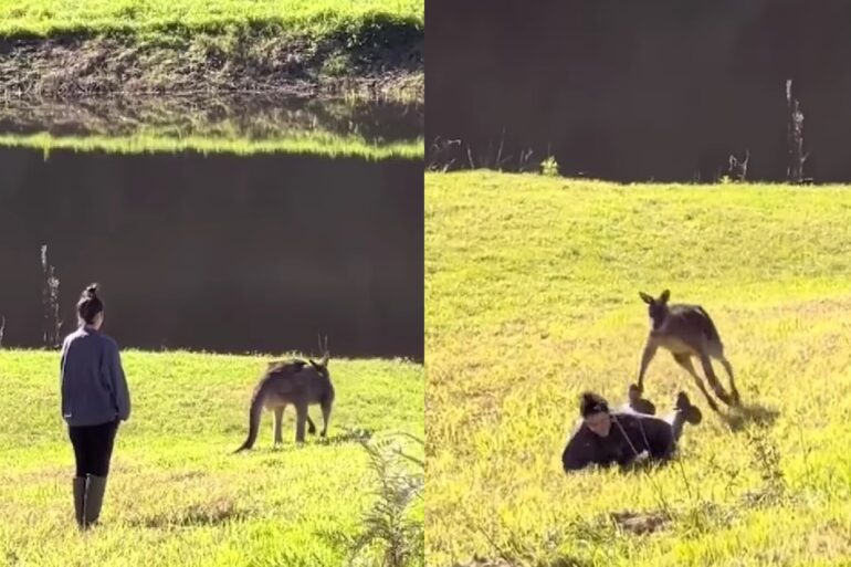 Kangaroo