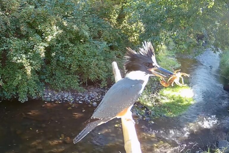 Kingfisher
