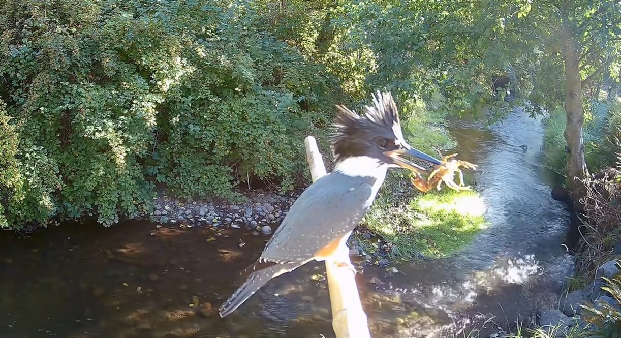 Trail Cam Captures Kingfisher “Whacking The Living Daylights” Out Of A Crawfish
