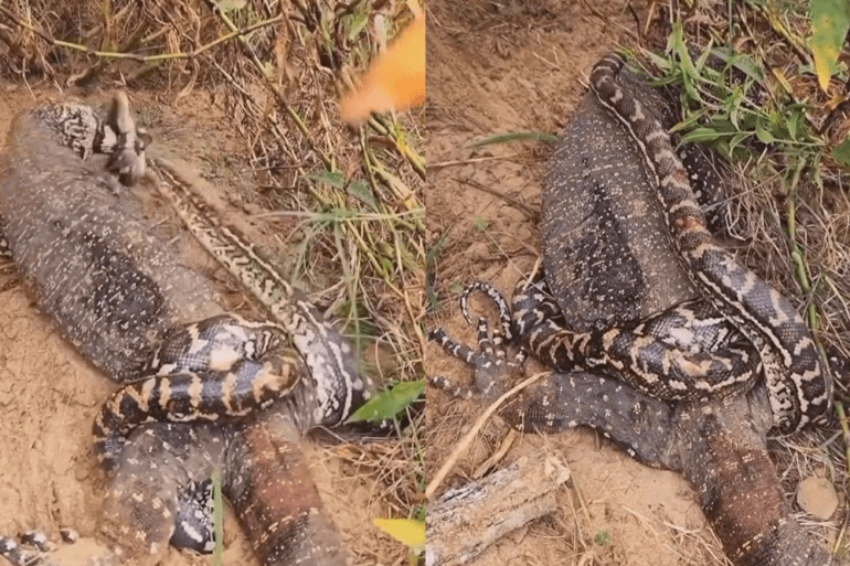 Komodo dragon attacks snake